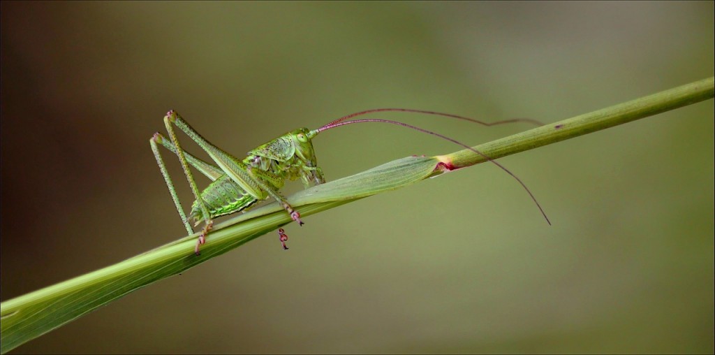 grasshopper-395338_1280